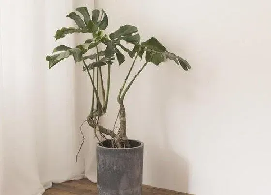 植物常识问题|龟背竹顺利开背的方法有哪些