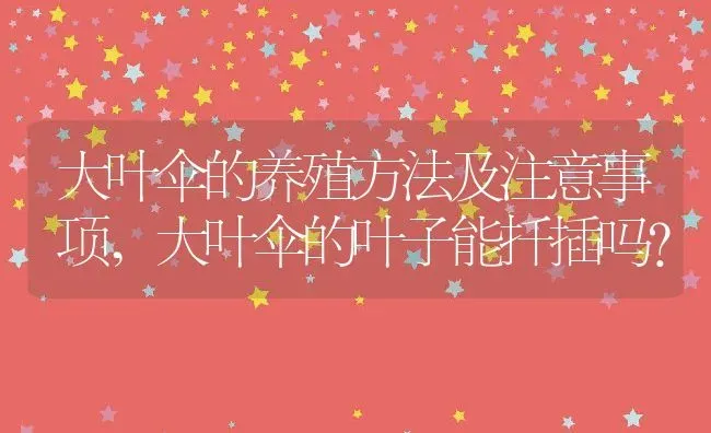 大叶伞的养殖方法及注意事项,大叶伞的叶子能扦插吗？ | 养殖常见问题