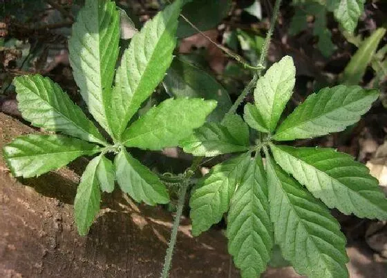 植物常识问题|绞股蓝长什么样子图片（有什么功效，生长在什么地方）