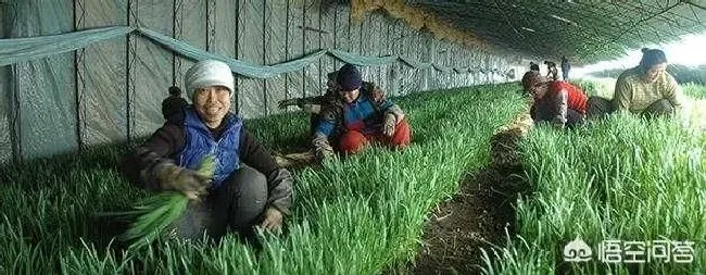 植物常识问题|大棚韭菜灰霉病的防治方法（韭菜灰霉病用什么药防治）