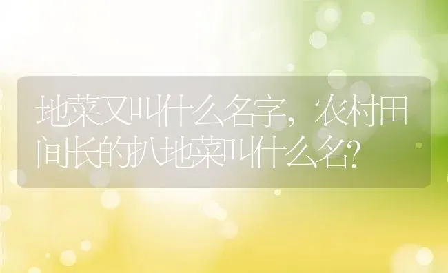 地菜又叫什么名字,农村田间长的扒地菜叫什么名？ | 养殖常见问题