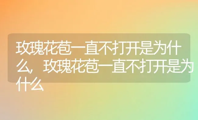 玫瑰花苞一直不打开是为什么,玫瑰花苞一直不打开是为什么 | 养殖常见问题