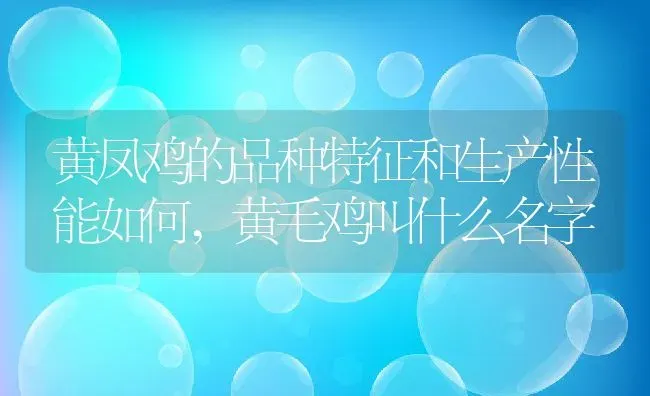 黄凤鸡的品种特征和生产性能如何,黄毛鸡叫什么名字 | 养殖常见问题