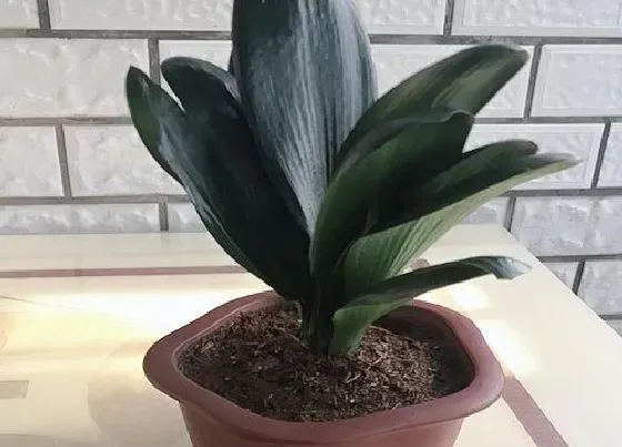 植物常识问题|君子兰怎样换盆不烂根不落叶