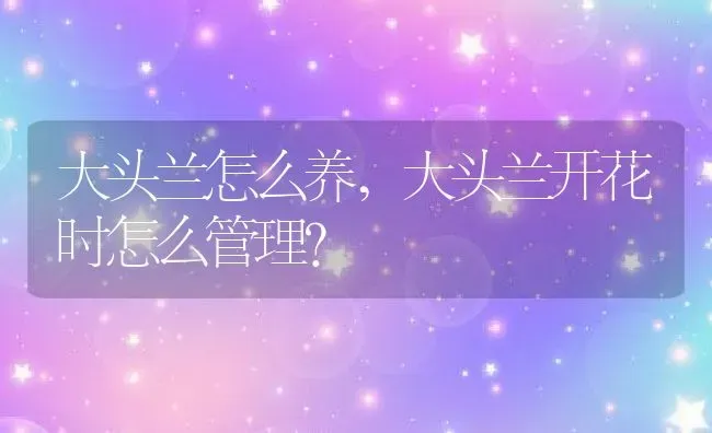 大头兰怎么养,大头兰开花时怎么管理？ | 养殖常见问题