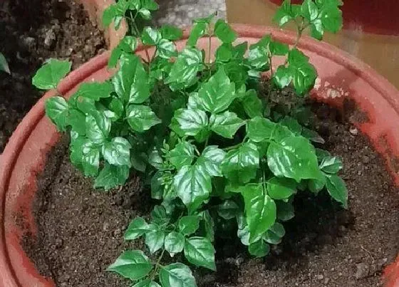 植物常识问题|幸福树怎么养护株型紧凑还美观