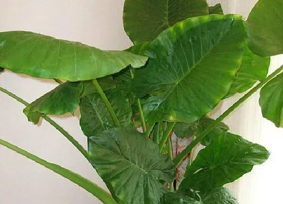 植物常识问题|初养花友需要避开的微毒植物