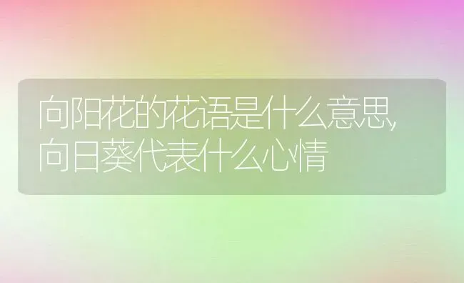 向阳花的花语是什么意思,向日葵代表什么心情 | 养殖常见问题