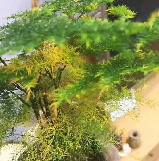 植物常识问题|引起文竹黄叶引起的原因有哪些