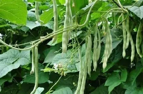植物常识问题|豆角叶子干枯萎什么原因（豆角开花不结豆角枯死解决办法）