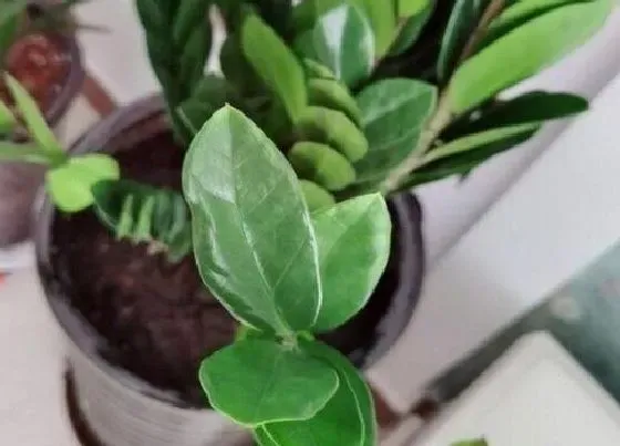植物常识问题|金钱树有哪些养护细节和保命技巧