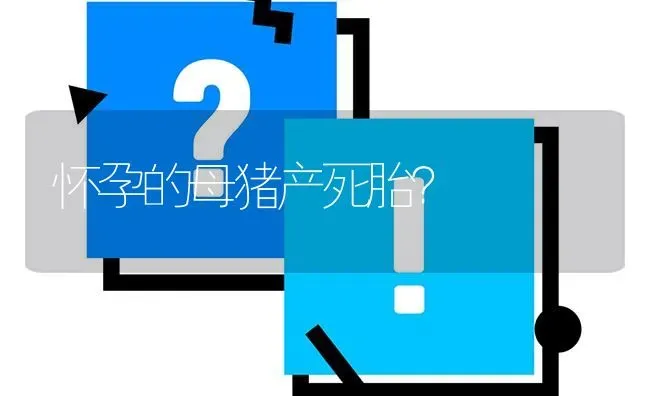 怀孕的母猪产死胎? | 养殖问题解答