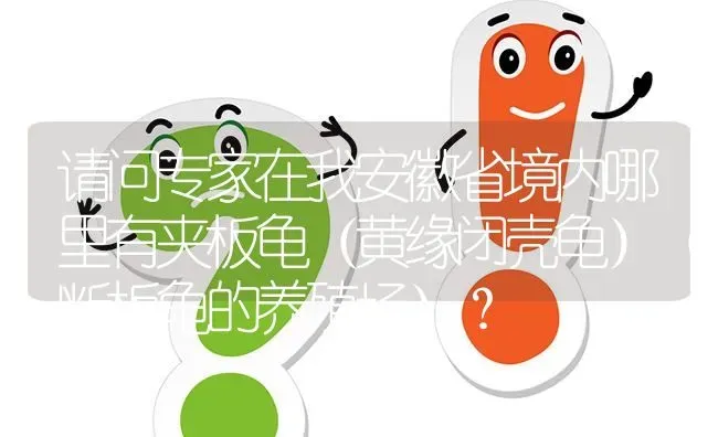 请问专家在我安徽省境内哪里有夹板龟(黄缘闭壳龟)(断板龟的养殖场) | 养殖问题解答