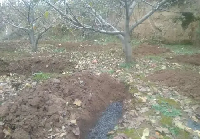 植物常识问题|苹果树的冬剪方法（冬季苹果树修剪方法与技术讲解）