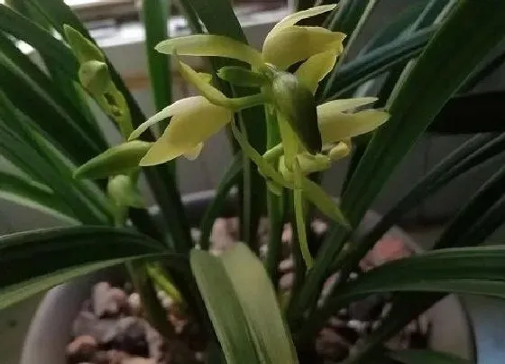 植物常识问题|兰花如何养殖新芽长得多