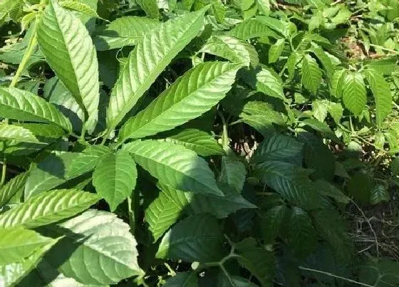 植物常识问题|绞股蓝长什么样子图片（有什么功效，生长在什么地方）