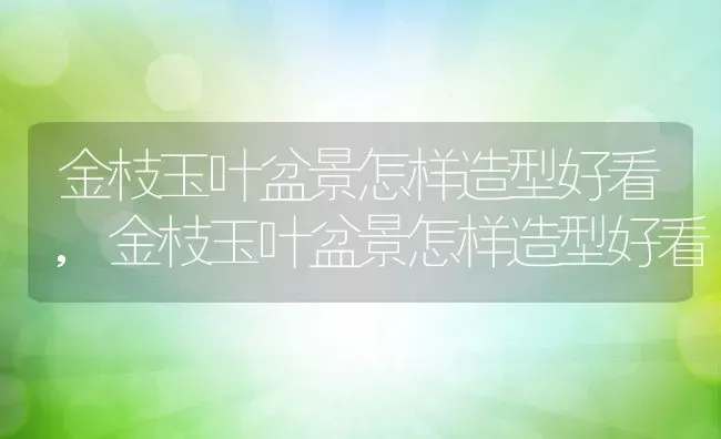 金枝玉叶盆景怎样造型好看,金枝玉叶盆景怎样造型好看 | 养殖常见问题