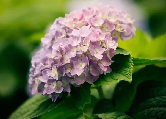 植物常识问题|如何解决绣球花只长叶不开花