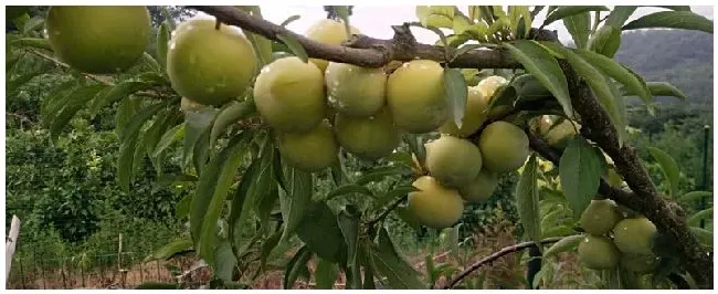 李子树苗种植技术 | 三农答疑