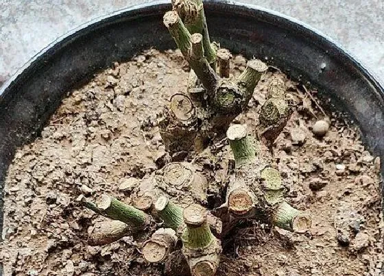 植物常识问题|有哪些常见的月季扦插方法