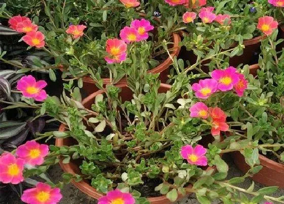 植物常识问题|太阳花春季不发芽要怎么养护