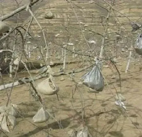 植物常识问题|苹果树的冬剪方法（冬季苹果树修剪方法与技术讲解）