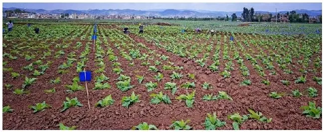 烟用什么杀虫剂 | 三农问答