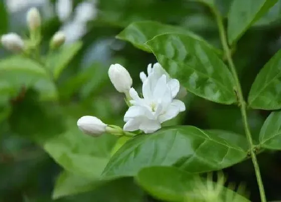 植物常识问题|茉莉花栽培技术