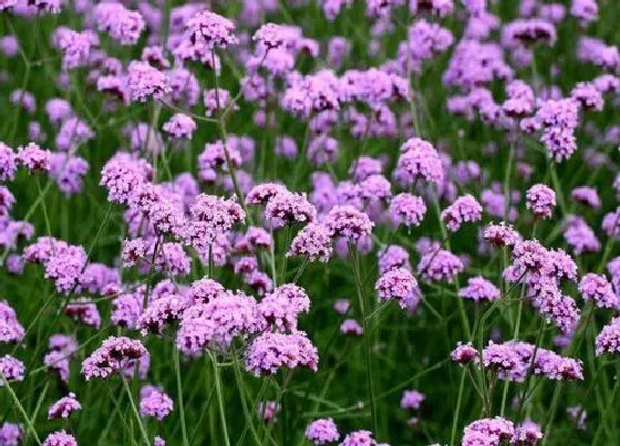 植物常识问题|马鞭草长什么样子图片