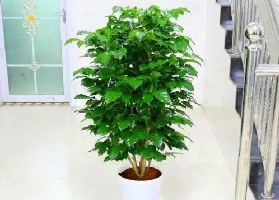 植物常识问题|幸福树怎么养护株型紧凑还美观