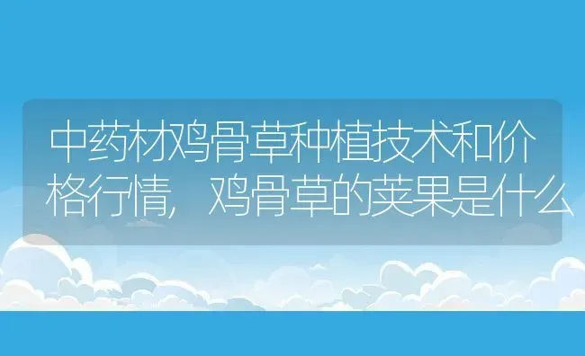 中药材鸡骨草种植技术和价格行情,鸡骨草的荚果是什么 | 养殖常见问题