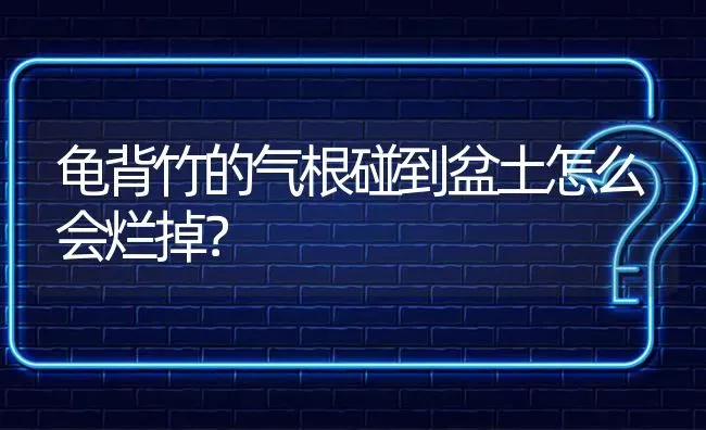 龟背竹的气根碰到盆土怎么会烂掉? | 养殖问题解答