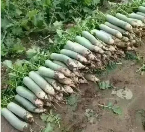 植物常识问题|简述萝卜产生空心原因和防止对策（空心现象由什么引起）