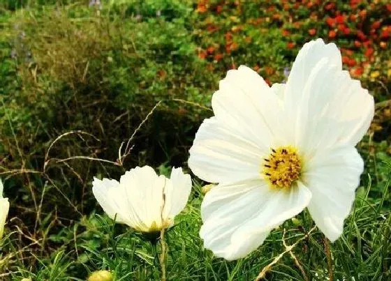 植物常识问题|格桑花和秋英花的区别