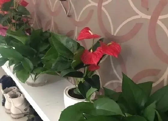 植物常识问题|红掌只长叶子不开花是什么原因