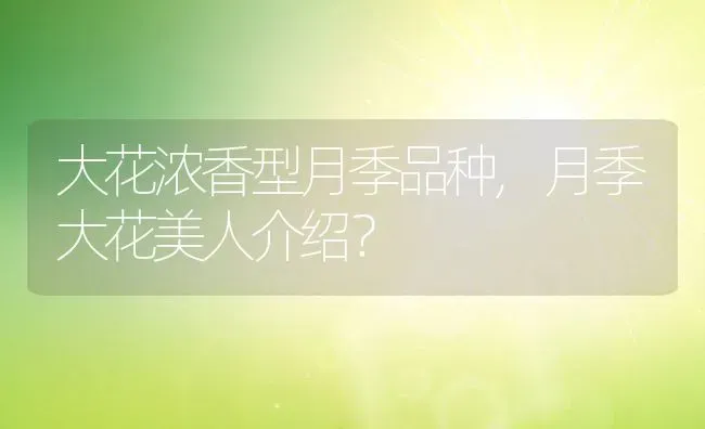 大花浓香型月季品种,月季大花美人介绍？ | 养殖常见问题