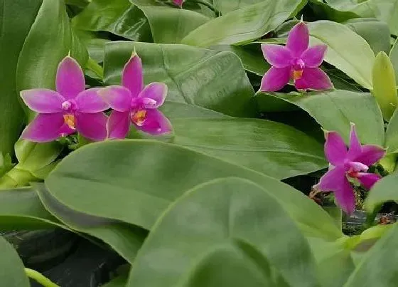 植物常识问题|蝴蝶兰的品种有哪些