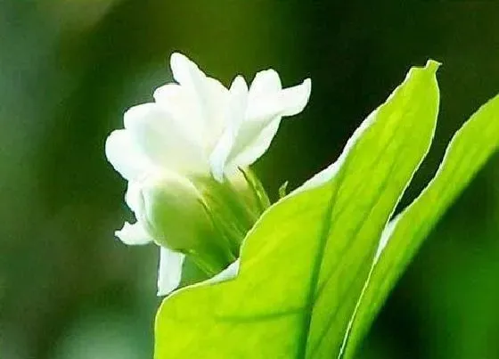 植物常识问题|茉莉花多开花该怎么养护