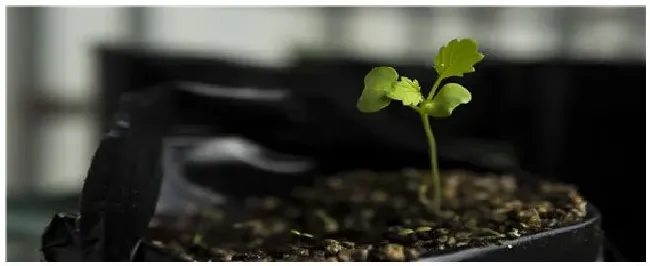 刚栽的菜苗几天浇一次水 | 科普知识