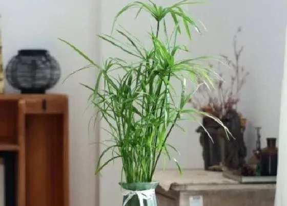 植物常识问题|室内盆栽竹子的种类 家庭观赏竹子盆景有哪些品种