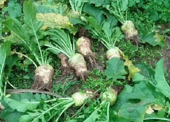 植物常识问题|大头菜长什么样子图片