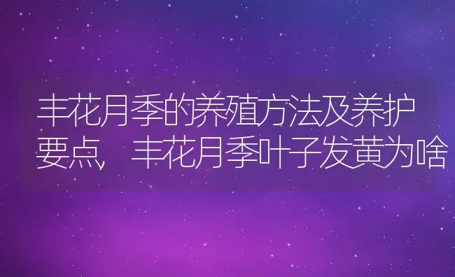 丰花月季的养殖方法及养护要点,丰花月季叶子发黄为啥 | 养殖常见问题