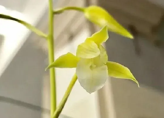 植物常识问题|寒兰品种哪个品种最好 最值得养的名贵寒兰品种排名