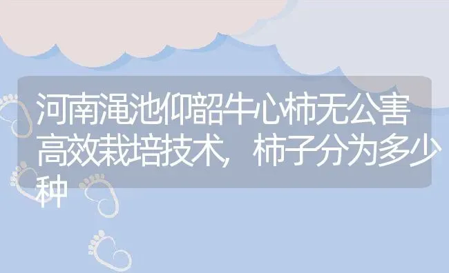 河南渑池仰韶牛心柿无公害高效栽培技术,柿子分为多少种 | 养殖常见问题