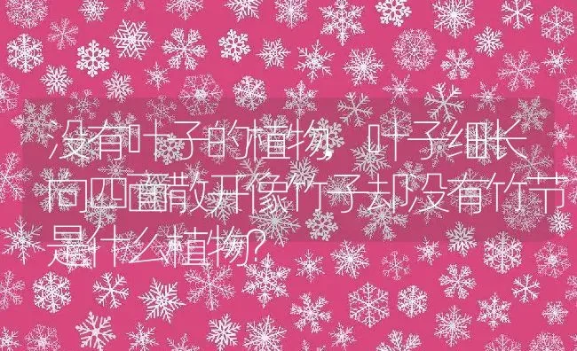 没有叶子的植物,叶子细长向四面散开像竹子却没有竹节是什么植物？ | 养殖常见问题