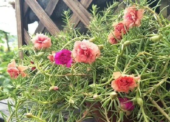 植物常识问题|太阳花春季不发芽要怎么养护