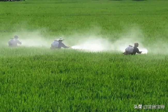 植物常识问题|水稻早衰有哪些症状表现（水稻后期早衰的因及解决办法）