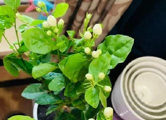 植物常识问题|茉莉花从光杆到花开爆盆需要做好哪些养护要点