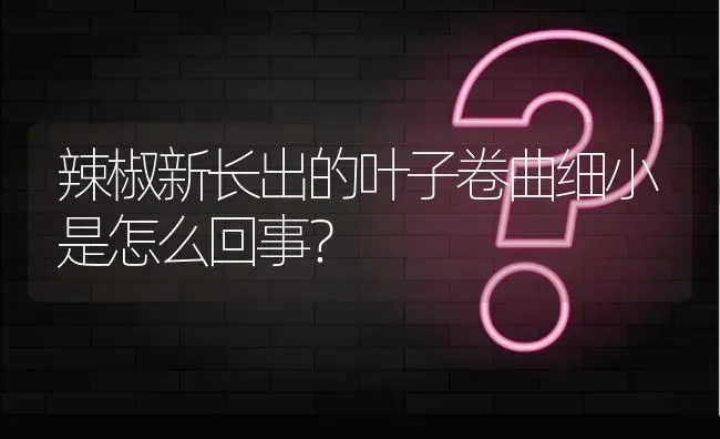 辣椒新长出的叶子卷曲细小是怎么回事? | 养殖问题解答