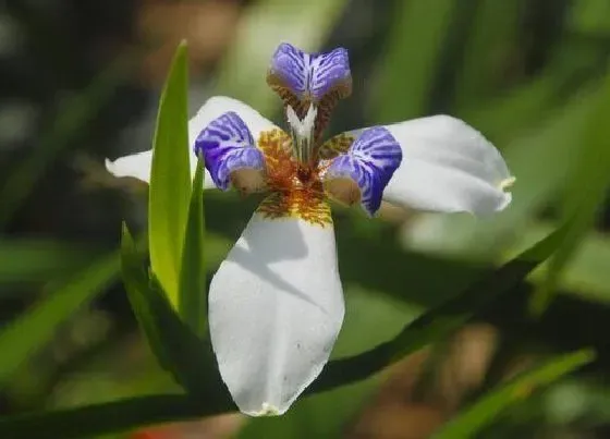 植物常识问题|兰花夏季如何进行杀菌处理
